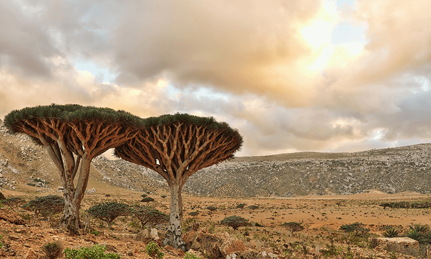 Image: Getty Images. 
