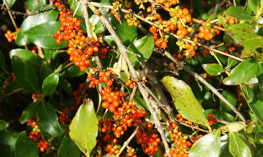 Karamu berries (Photo: Phil Bendle/T.E.R.R.A.I.N) 
