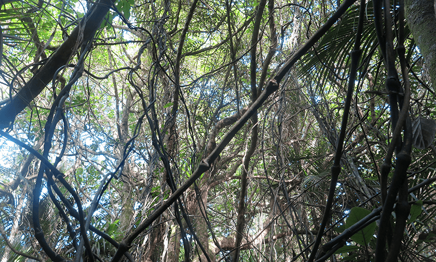 Supplejack in situ. Photo:  Robert Vennell 
