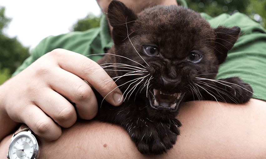 Not a bird, and also not the Canterbury Panther. DAVID GANNON/AFP/GettyImages 
