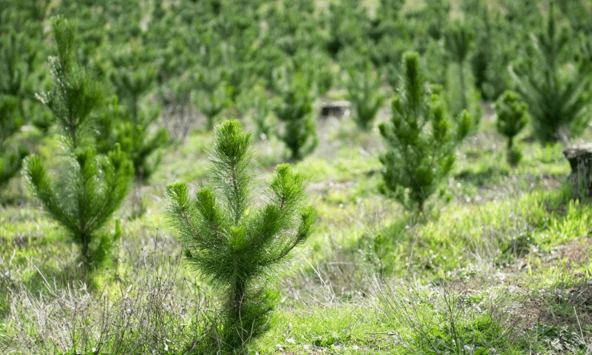 A recent plantation of pine trees (Getty Images) 
