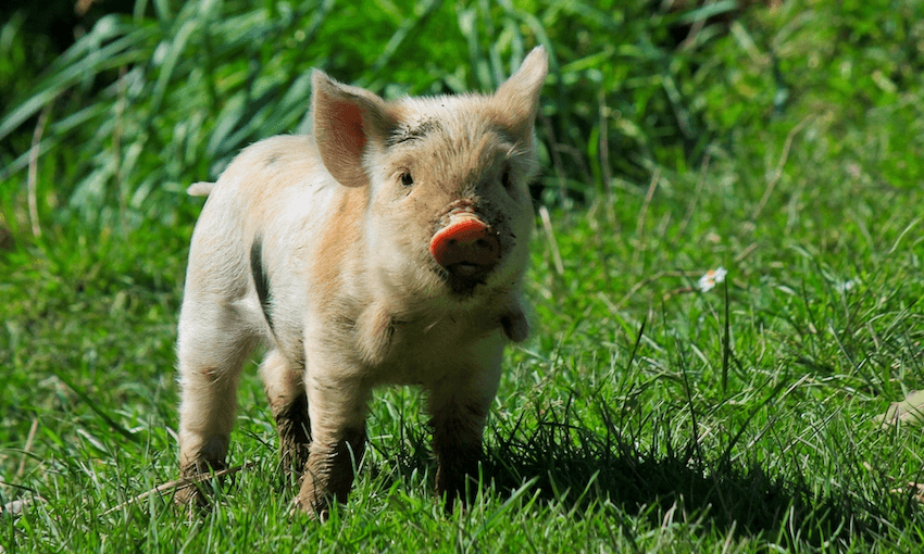 A kunekune piglet. (Photo: Getty Images) 
