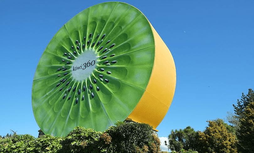 Giant Kiwifruit Te Puke