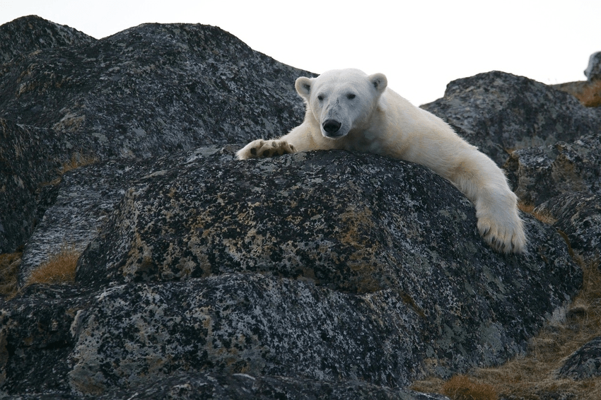 A polar bear clings to earthen rocks instead of ice
