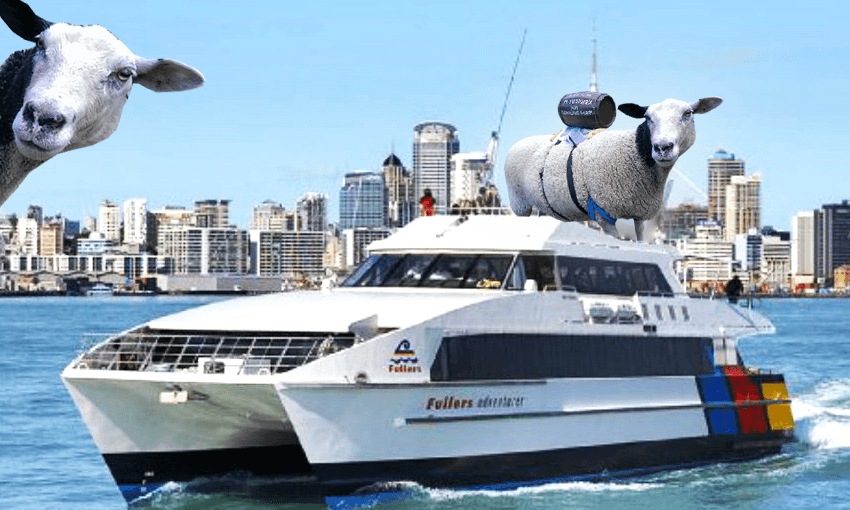 ‘She’s my secret weapon’: the Waiheke protester taking her sheep to parliament