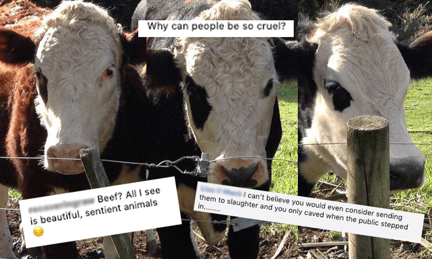 The Kelmarna Gardens cows, and some of the comments on social media 
