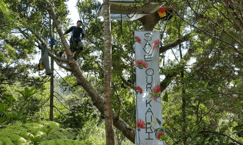 Arborist Johno Smith spent a week in a kauri in 2015 to protest it being felled. (Photo: RNZ / Tom Furley) 

