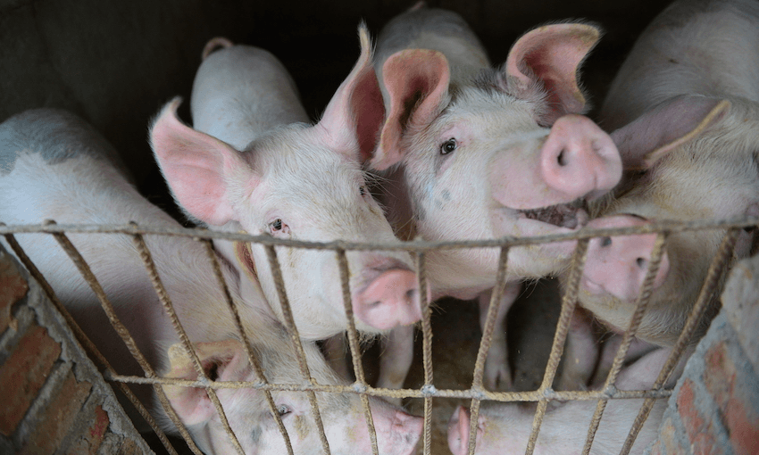 Pigs on a farm in Linquan county, Fuyang, last year, after African swine fever was confirmed in China (Photo: VCG/VCG via Getty Images) 
