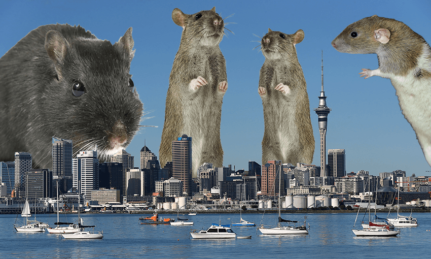 Previews &#8211; FIFA U-20 World Cup New Zealand 2015