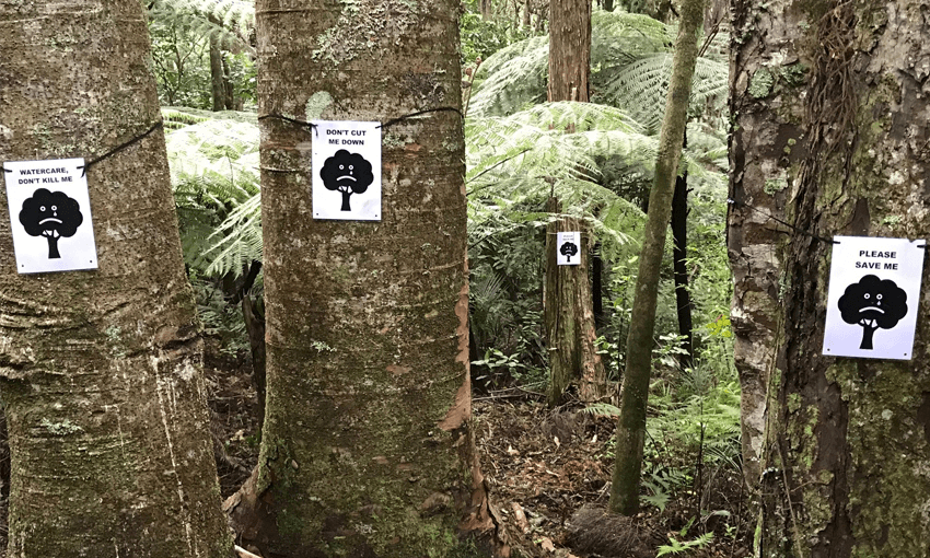 Kauri trees with signs made by protestors – Suppplied 
