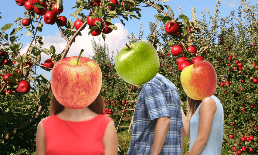 A romantic walk through the apple orchard… 
