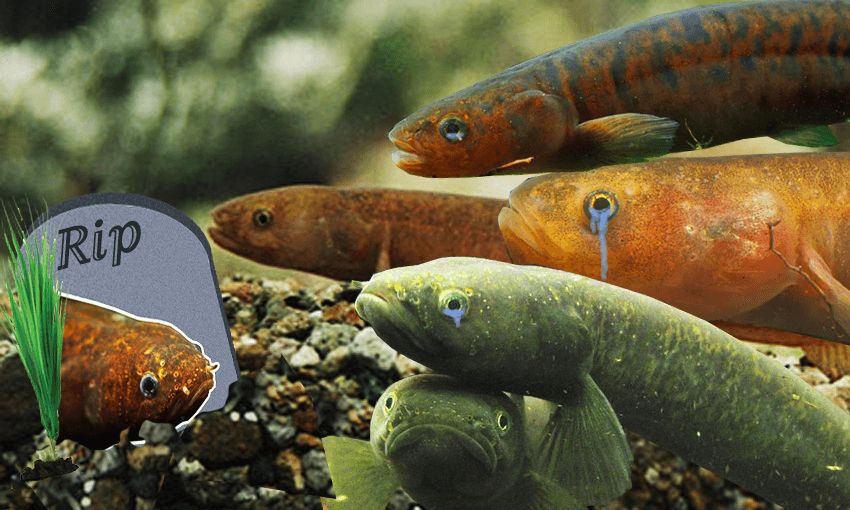 Hundreds Of Native Mudfish Have Died Needlessly And We Should All Mourn