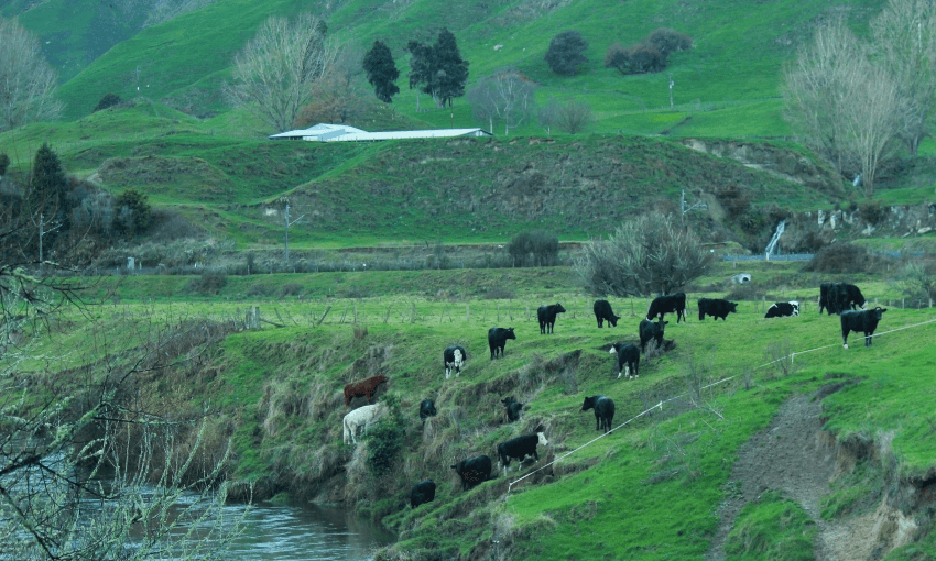 Cows right up against an unfenced section of the Ongarue River, in the Ruapehu District (Photo: Alex Braae)  
