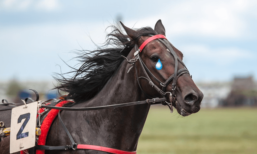 racehorse crying