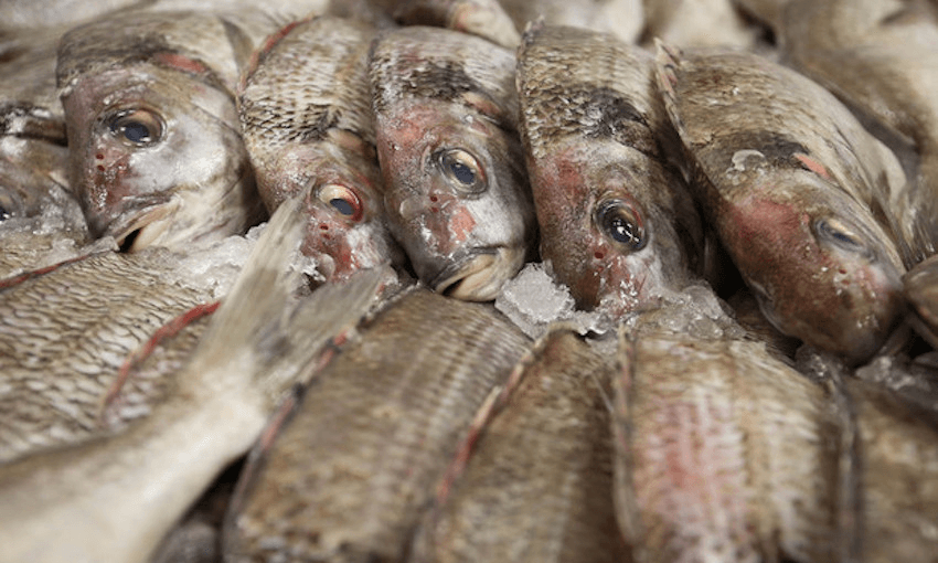 Tarakihi at a Wellington supermarket (Photo: RNZ / Alexander Robertson)
