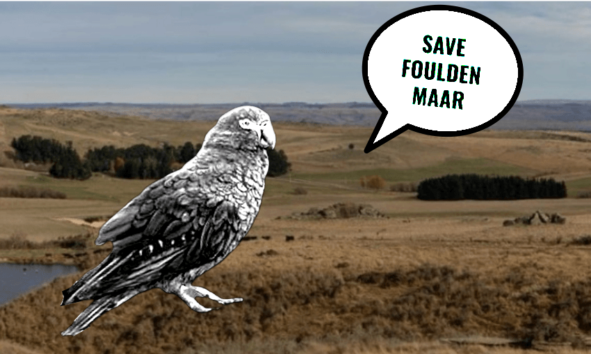 The giant parrot proves we have to save Foulden Maar