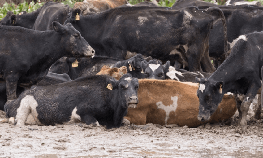Cows in deep mud after winter grazing went wrong (Image: Radio NZ/Supplied) 

