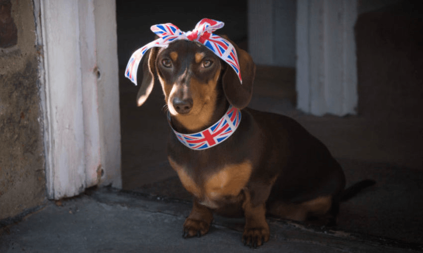 A true patriot gazes disappointedly at Elle Hunt. Photo: Getty 

