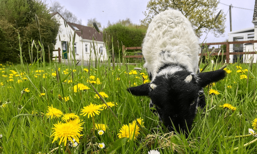 Sean the Sheep outside the author’s home in Oughterard, Ireland (supplied) 

