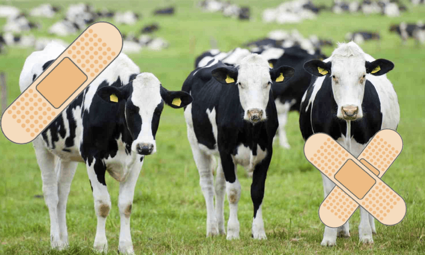 bandaid cows