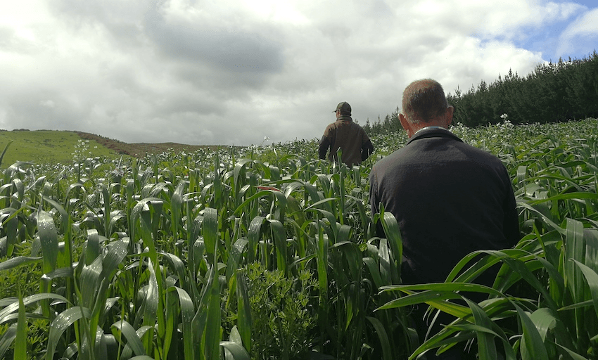 A regenerative experiment on a Northland dairy farm (supplied) 
