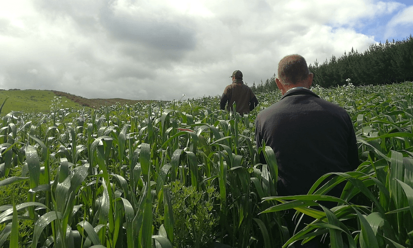 A regenerative experiment on a Northland dairy farm (supplied)
