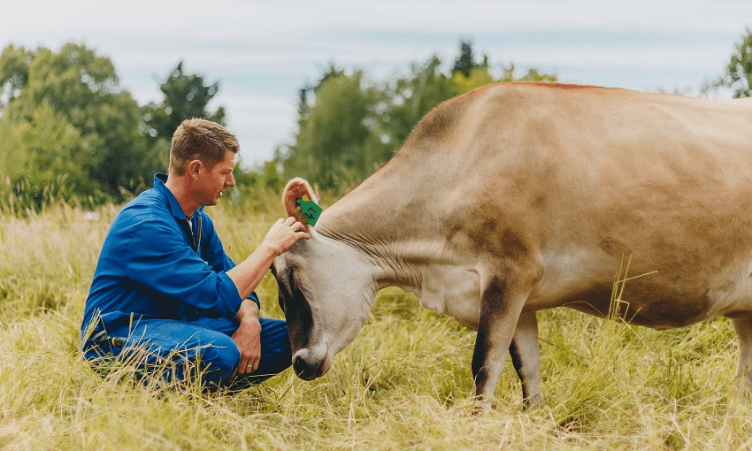 Glen Herud &#8211; Happy Cow Milk