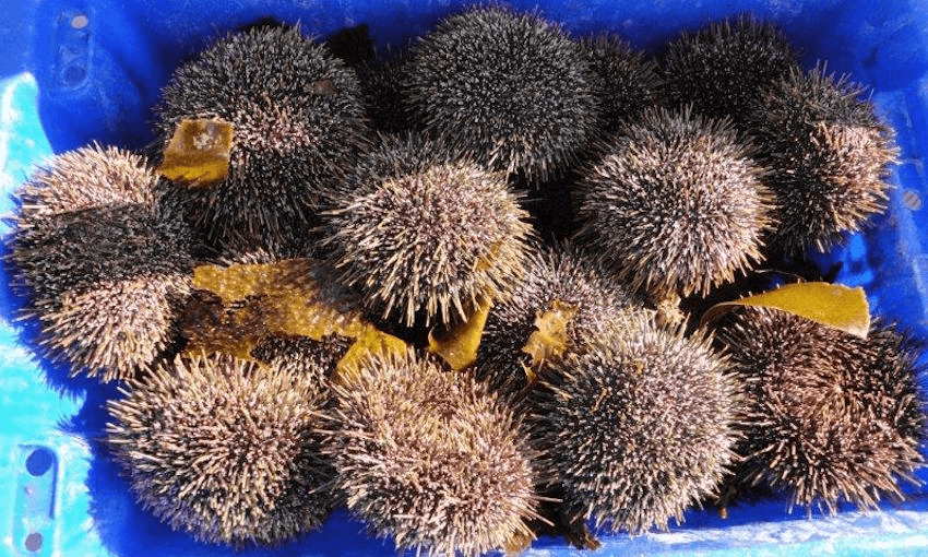 Photo: RNZ/Lynda Chanwai-Earle