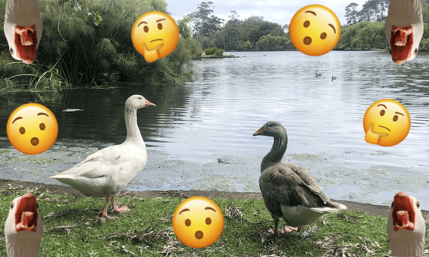 western springs park geese 
