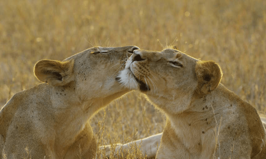 Can you feel the love tonight? These lionesses can, on Serengeti. 
