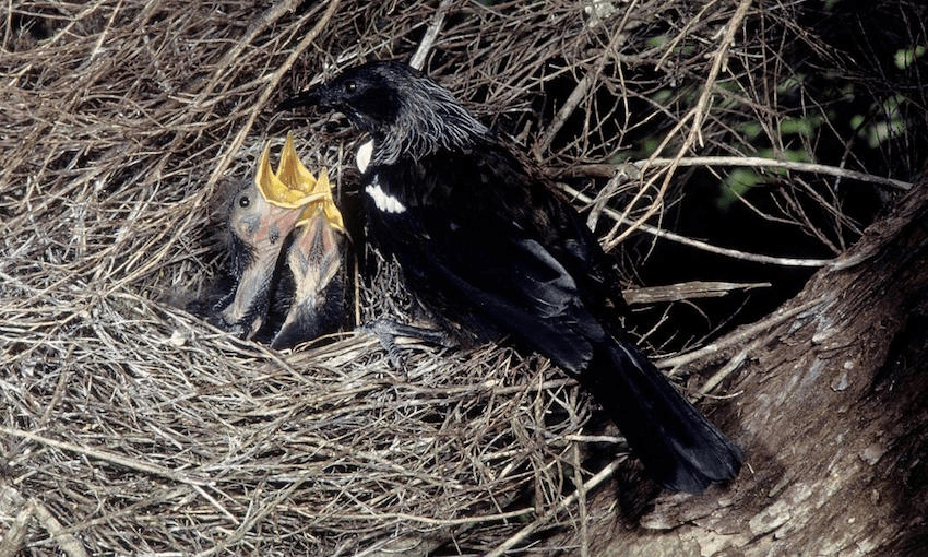 In Hakihea, the call of the teoteo (female tūī) means the piipii tūī (chicks) have hatched. Image: nzbirdsonline.org.nz 
