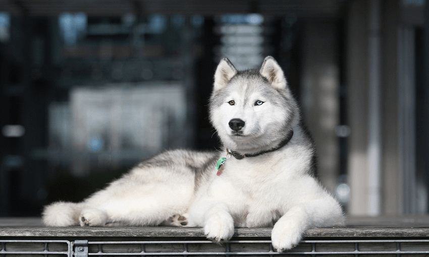 Ada by Jo Caird for her book Kiwi Working Dogs 
