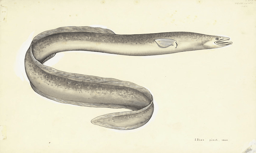 Freshwater Eel, colour. Anguilla reinhardti (Steindachner) 
