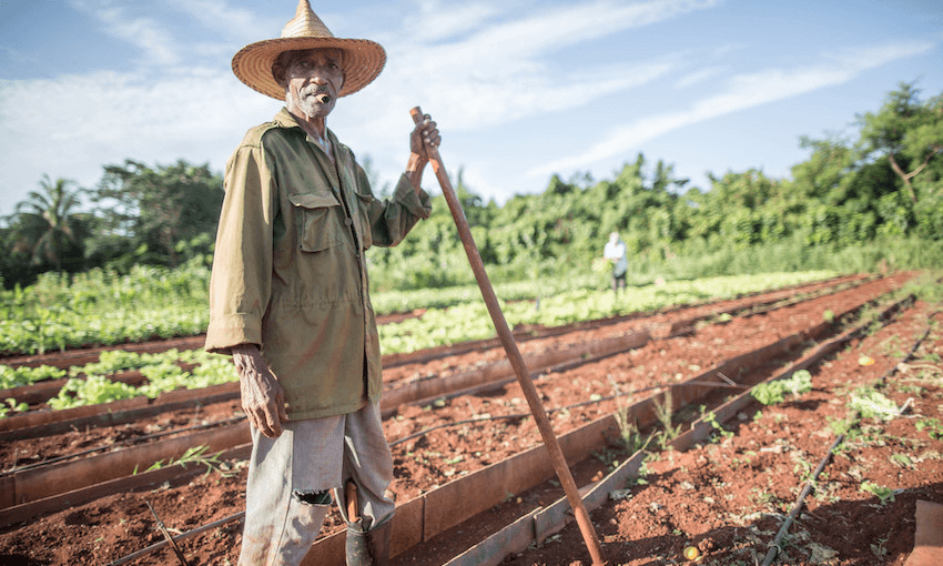 A farm worker at urban agriculture project Vivero Alamar in Havana in 2015 (Photo: Michael Kappeler/picture alliance via Getty Images) 
