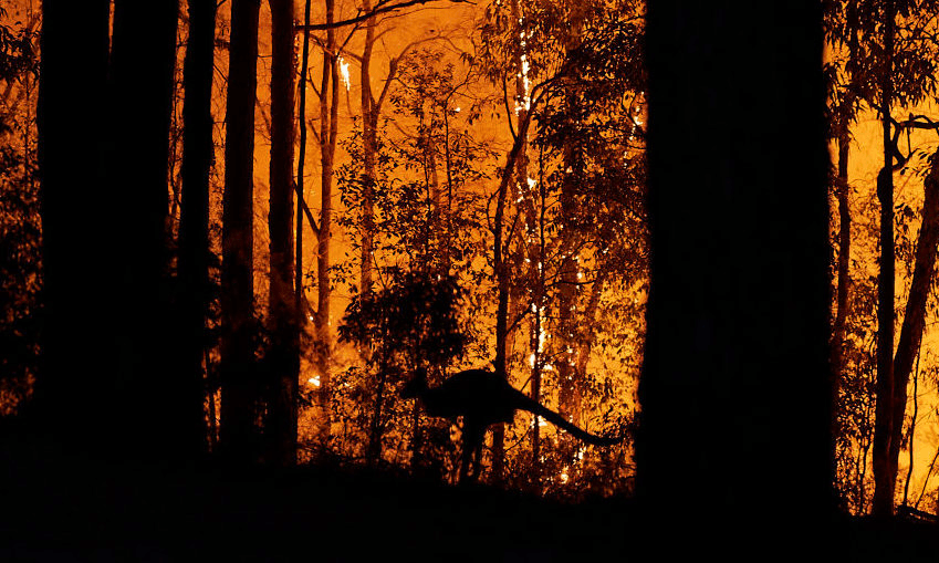 A kangaroo escapes the flames in Colo Heights, Australia, following a blaze at Gospers Mountain in New South Wales in November. Photo by Brett Hemmings/Getty Images 
