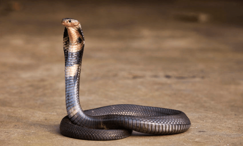 Please do not take it out on the snakes. Photo: Getty 
