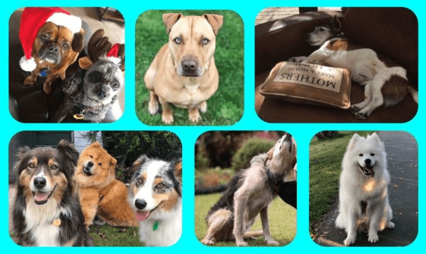 Wait! Before you scroll down, see if can you guess which of these dogs is attached to which of the following politicians: Tamati Coffey, Marama Davidson, Phil Goff, Trevor Mallard, Chris Bishop, Judith Collins. 
