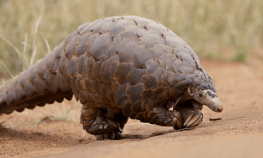 Caption: The pangolin looks like scientists gene-spliced an armadillo and an artichoke: Caption: string_bass_dave/Creative commons