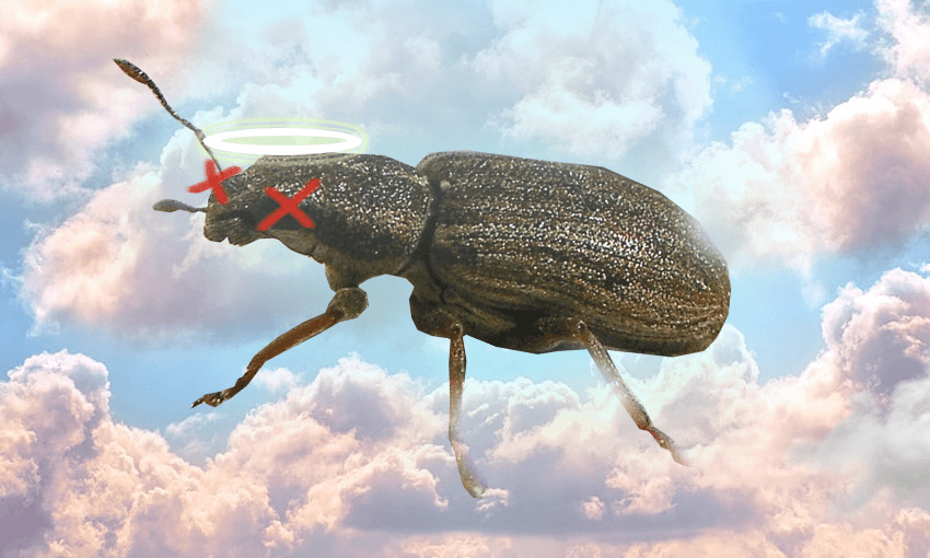 RIP to the pea weevil which has been eradicated from New Zealand (Image: Tina Tiller)  
