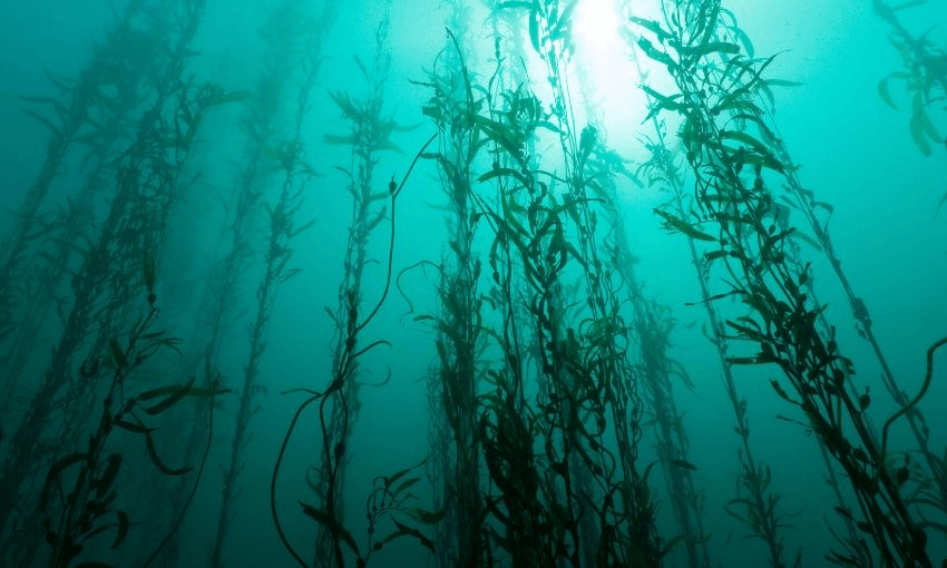 A kelp forest (Photo: Steven Trainoff Ph.D/Moment via Getty) 
