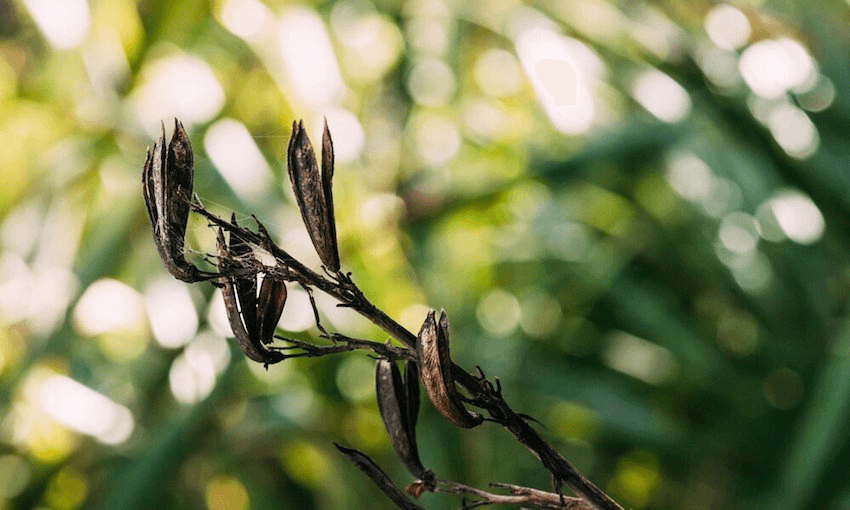 In Matiti Rautapata, the seed pods burst and the seeds fall (tapata) onto the dry leaf bed below. (Image: AoteaMade.co.nz) 
