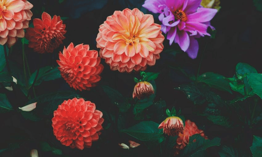 Image: Stephanie Zell, Getty