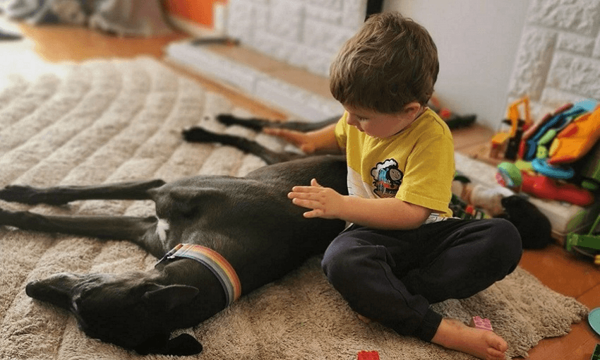 Finn is learning how to be a good friend to the family dog 
