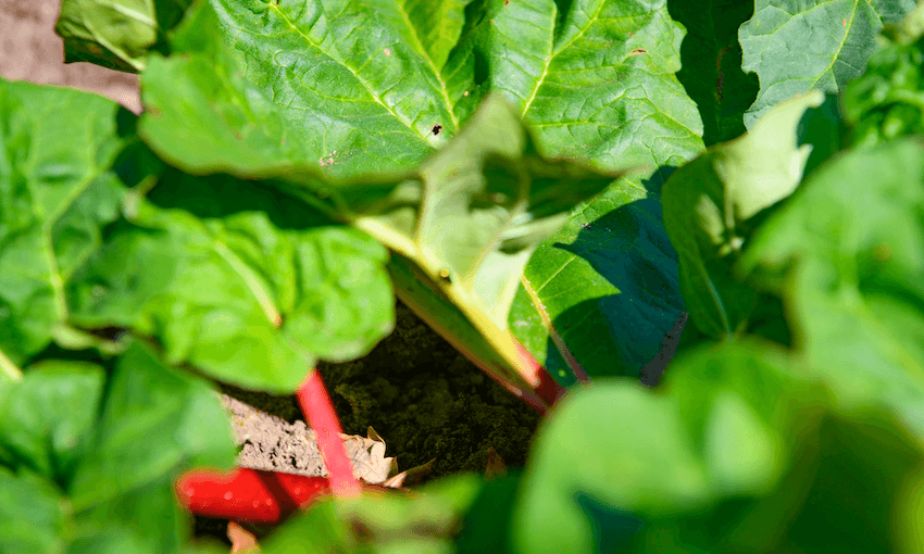 Even most fruit and vegetables are grown in a way that kills or displaces wild animals, uses fish meal and blood and bone to fertilise plants, or requires killing ‘pests’ like mice to protect crops and grain stores (Photo: Getty Images) 
