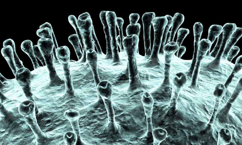 A computerised impression of a human coronavirus particle. Image: Getty 
