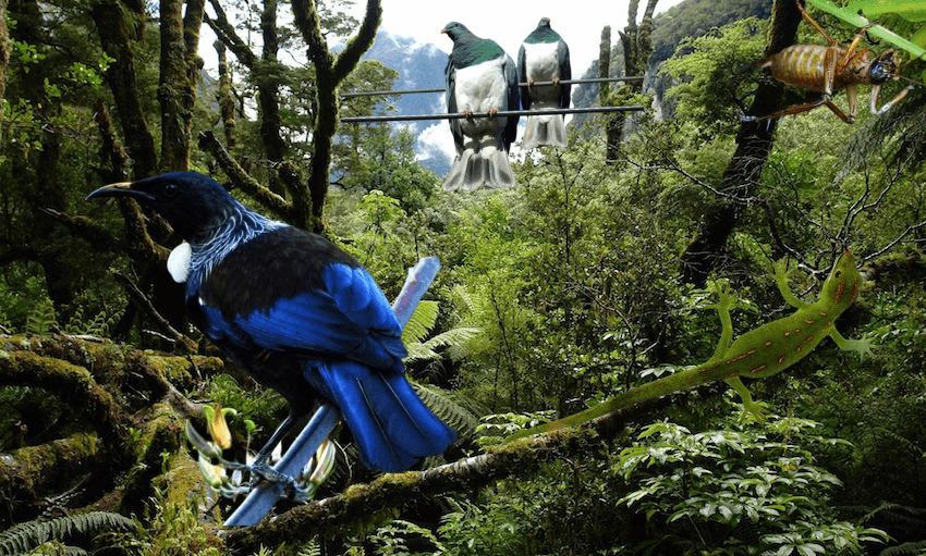 Our native species are under threat, and we can help them