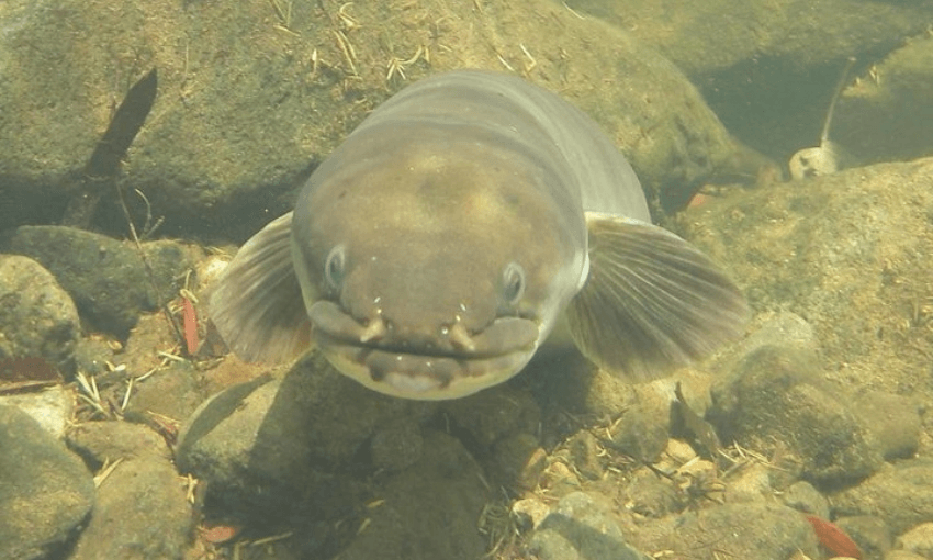 A longfin eel (Image: Supplied by DOC) 
