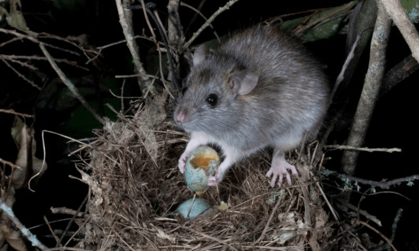 A rat chomping on a bird egg 
