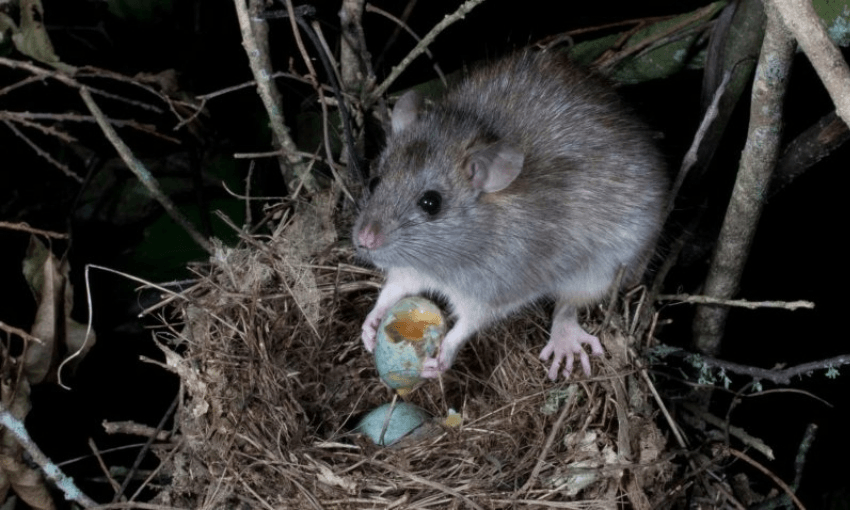 A rat chomping on a bird egg
