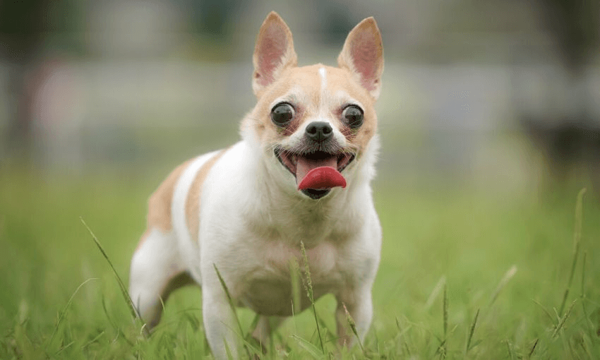 Short and snappy, geddit? (Photo: Cort Cort/Getty Images) 
